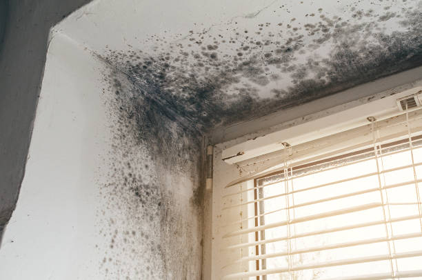 Affordable Mold Cleanup solutions in Leonardo, NJ