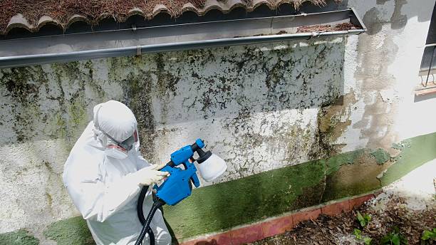 Top rated local Mold Cleanup specialists in Leonardo, NJ